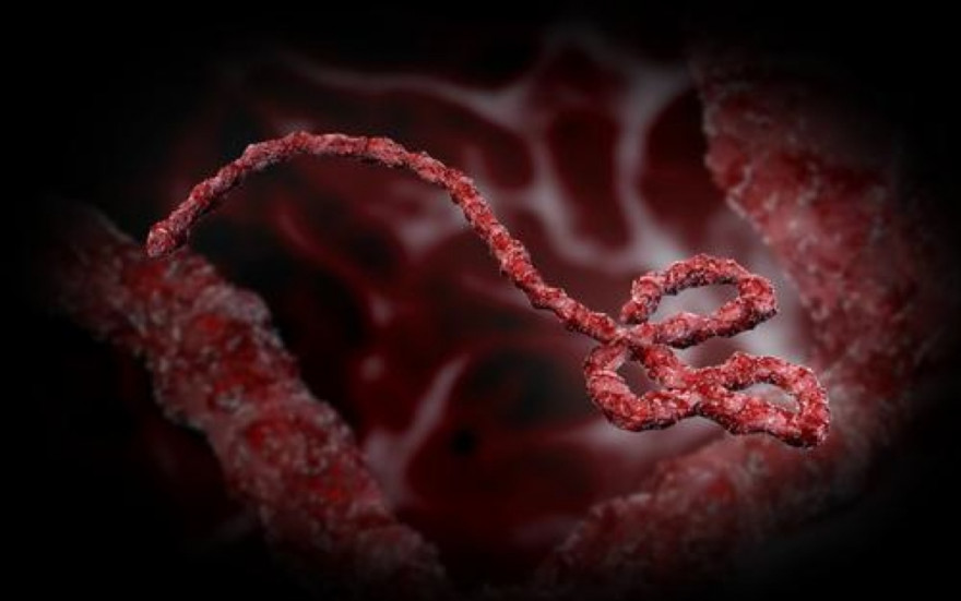 Как ученые смогли ослабить вирус Эбола в лабораторных условиях?