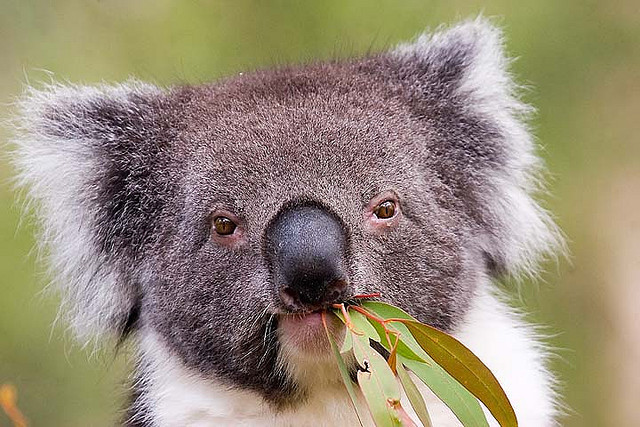 Как коалы кушают ядовитый эвкалипт?