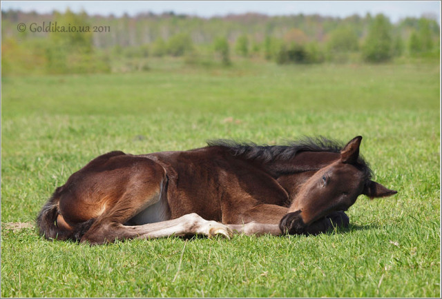 Как лошади спят- стоя или лежа?