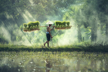 Урожай в Таиланде
