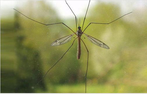 Большие комары, все ли они способны заразить малярией?
