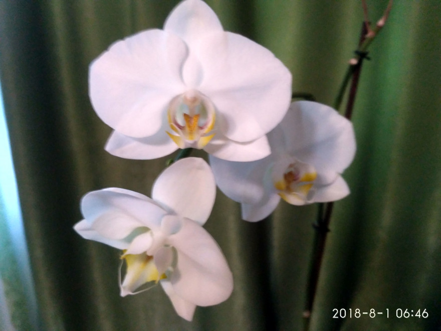 Белая орхидея и Шестая кафизма