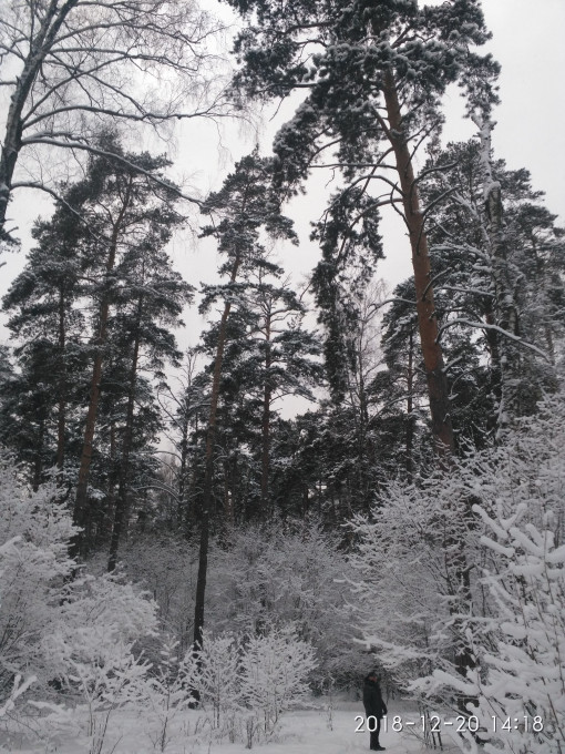 Зимний лес.