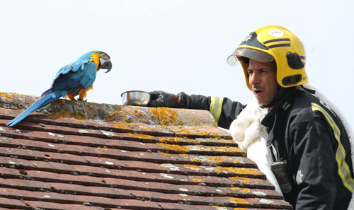 Попугай нецензурно обругал пожарных, которые пытались его спасти