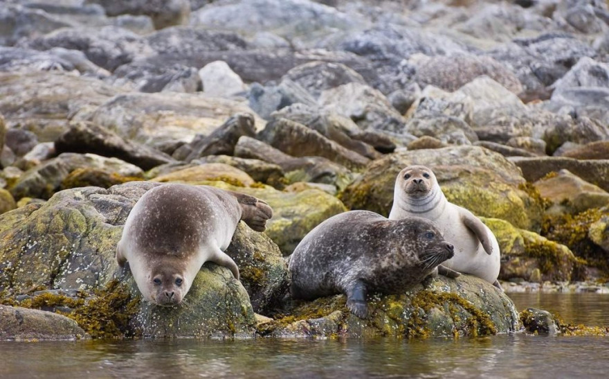 Канадский провинциальный город заполонили тюлени